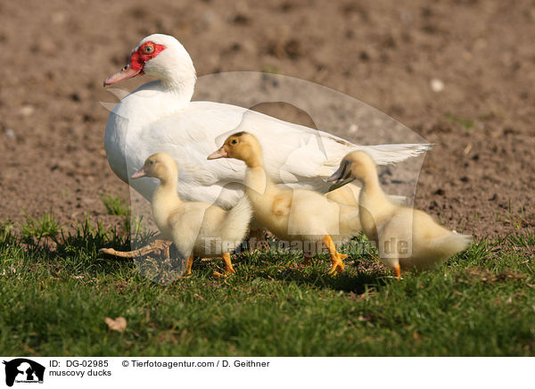 muscovy ducks / DG-02985
