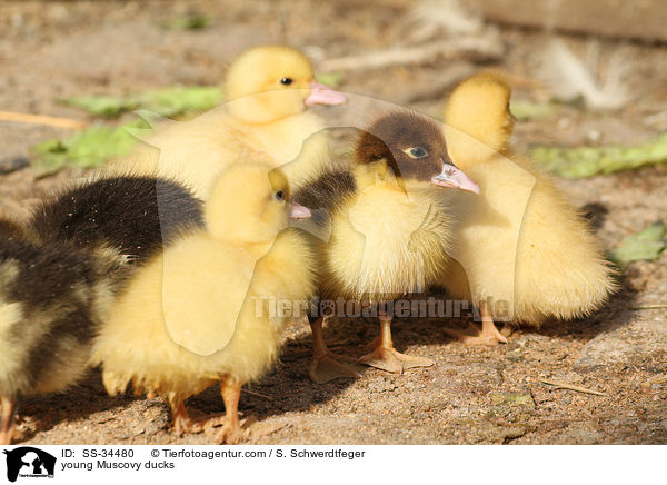 young Muscovy ducks / SS-34480
