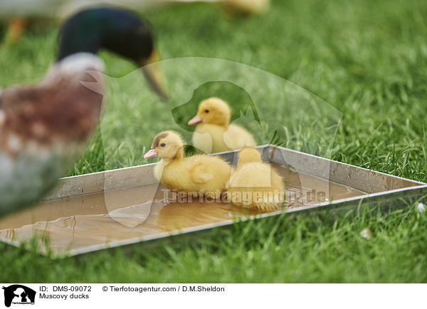 Muscovy ducks / DMS-09072