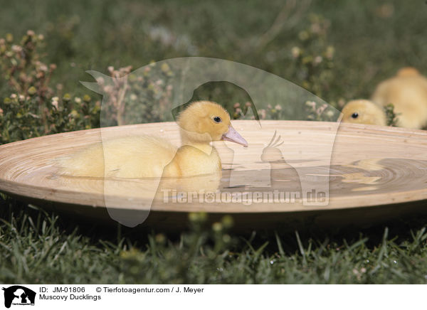 Muscovy Ducklings / JM-01806