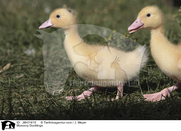 Muscovy Ducklings / JM-01815