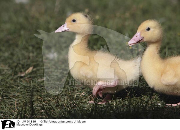 Muscovy Ducklings / JM-01816