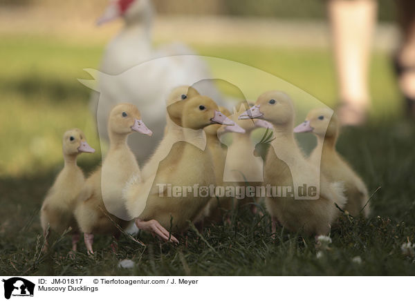 Muscovy Ducklings / JM-01817