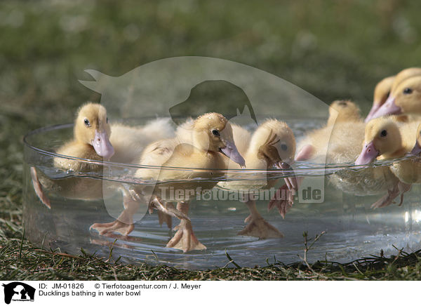 Ducklings bathing in water bowl / JM-01826