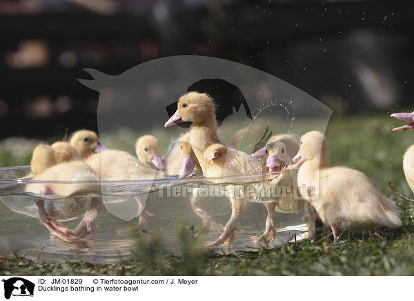 Ducklings bathing in water bowl / JM-01829