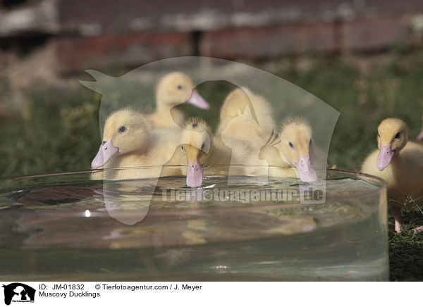 Muscovy Ducklings / JM-01832
