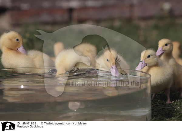 Muscovy Ducklings / JM-01833