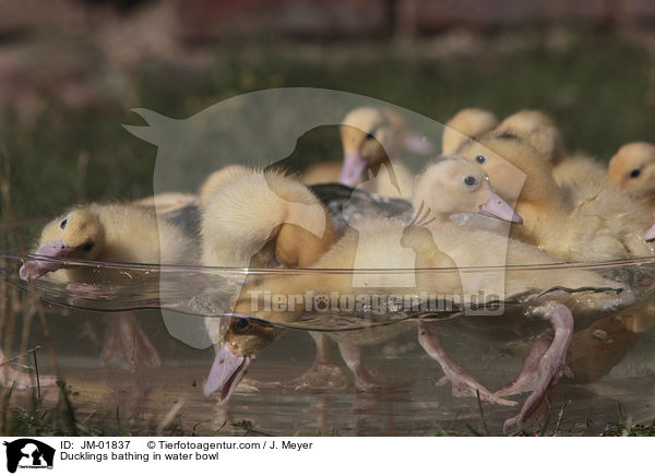 Ducklings bathing in water bowl / JM-01837