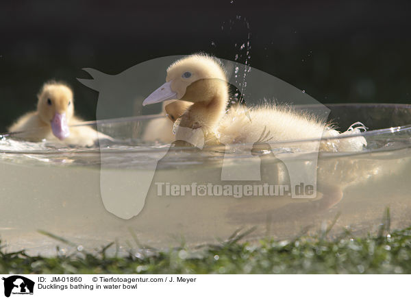 Ducklings bathing in water bowl / JM-01860
