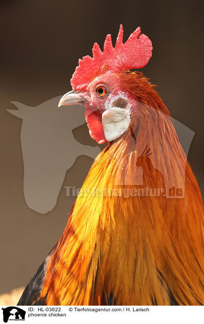 phoenix chicken / HL-03622