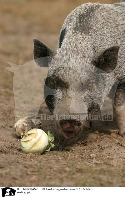 Hausschwein beim fressen / eating pig / RR-00457