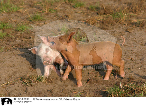 2 playing piglets / SS-00394