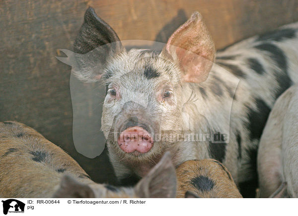 Schwein / pig / RR-00644