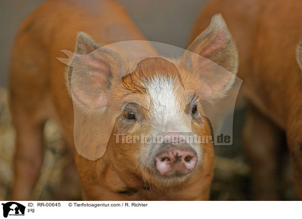 Schwein / pig / RR-00645
