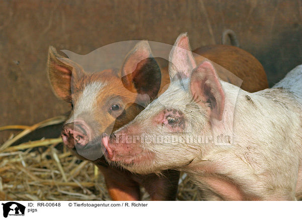 Schweine / pigs / RR-00648