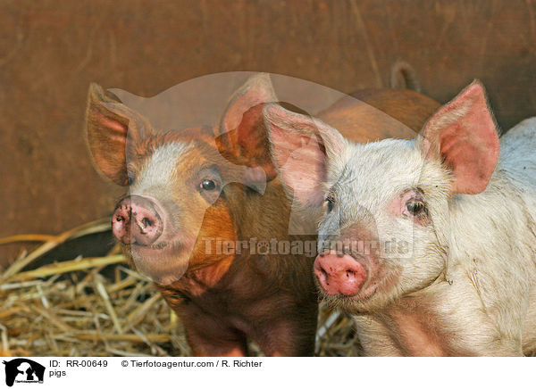 Schweine / pigs / RR-00649
