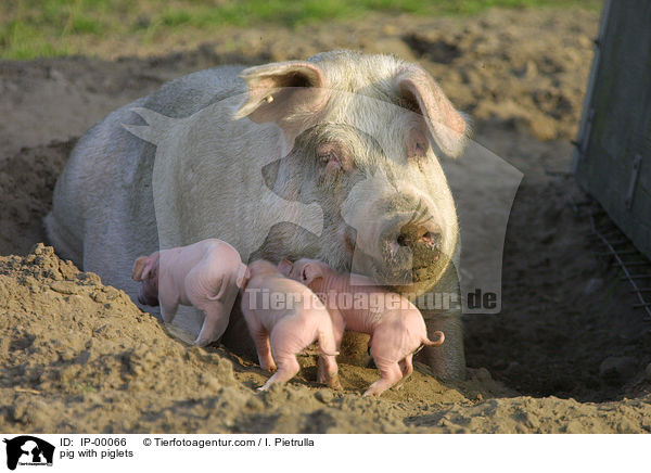 pig with piglets / IP-00066