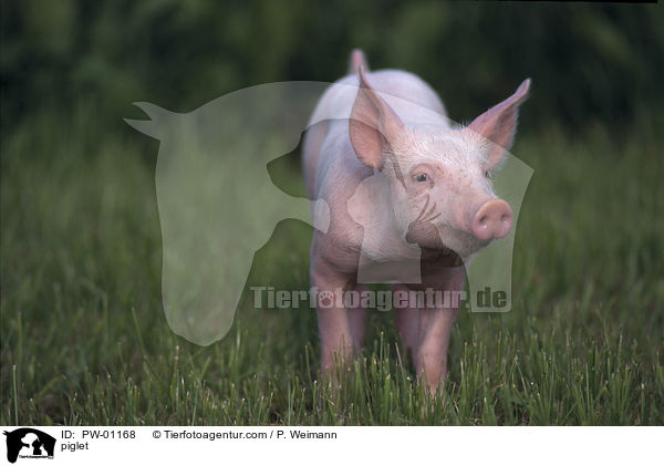 Hausschwein Ferkel / piglet / PW-01168