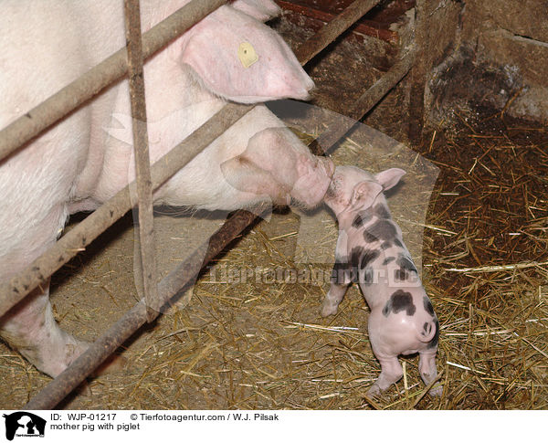 mother pig with piglet / WJP-01217