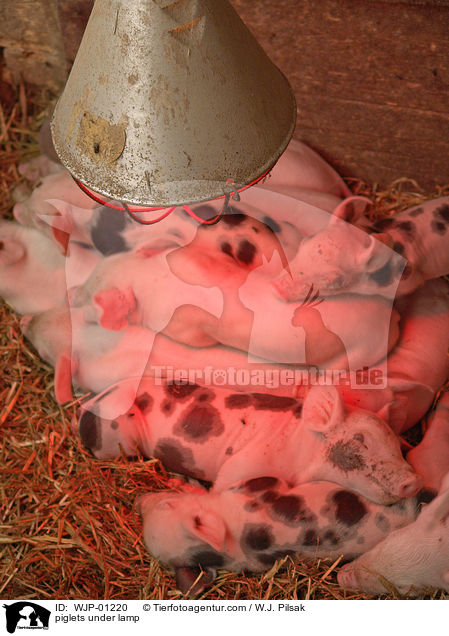 piglets under lamp / WJP-01220