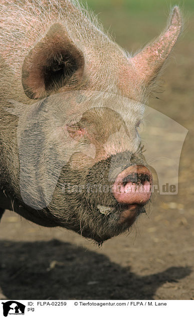 Schwein / pig / FLPA-02259