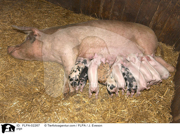 Schweine / pigs / FLPA-02267