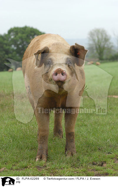 Schwein / pig / FLPA-02269
