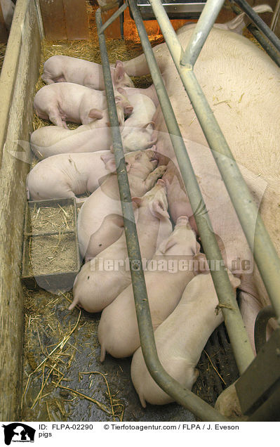 Schweine / pigs / FLPA-02290