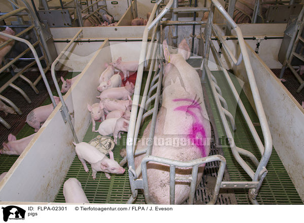 Schweine / pigs / FLPA-02301