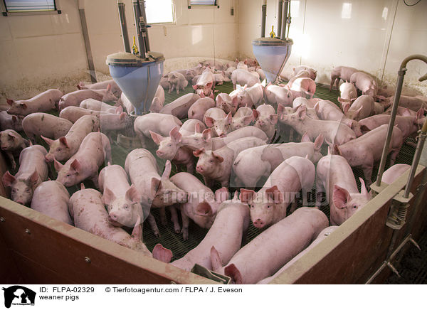 Absatzferkel / weaner pigs / FLPA-02329