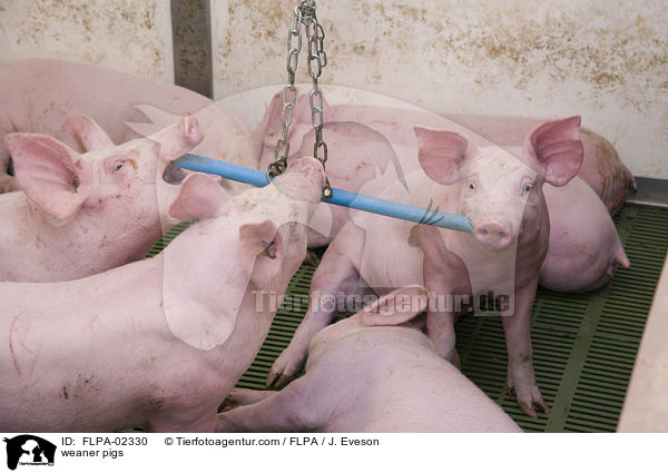 Absatzferkel / weaner pigs / FLPA-02330