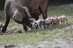 Pig with piglets