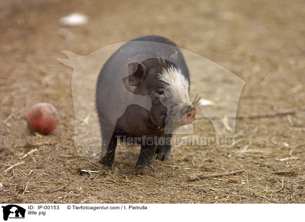Hngebauchschwein / little pig / IP-00153