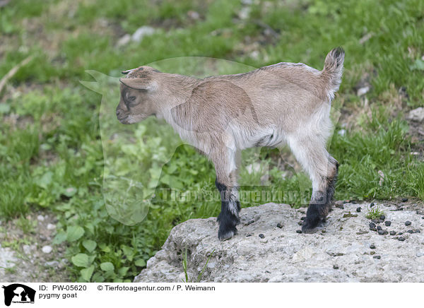 pygmy goat / PW-05620