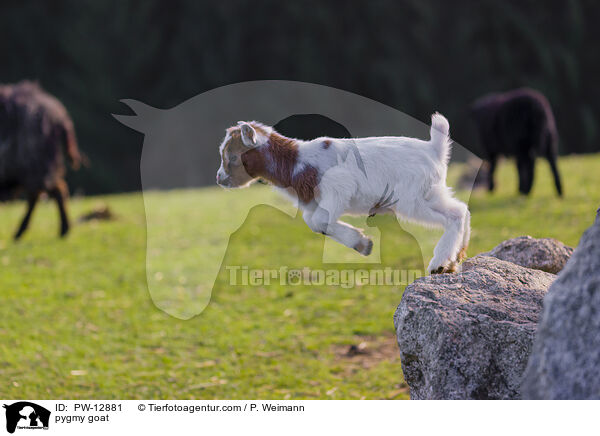 pygmy goat / PW-12881