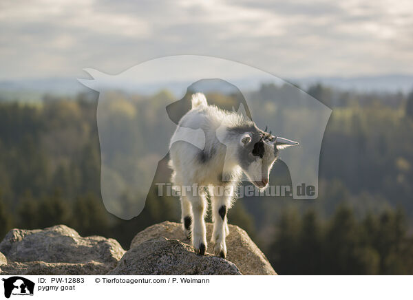 pygmy goat / PW-12883