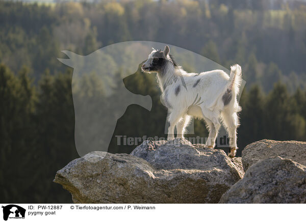 pygmy goat / PW-12887
