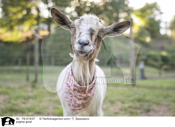 pygmy goat / TS-01637