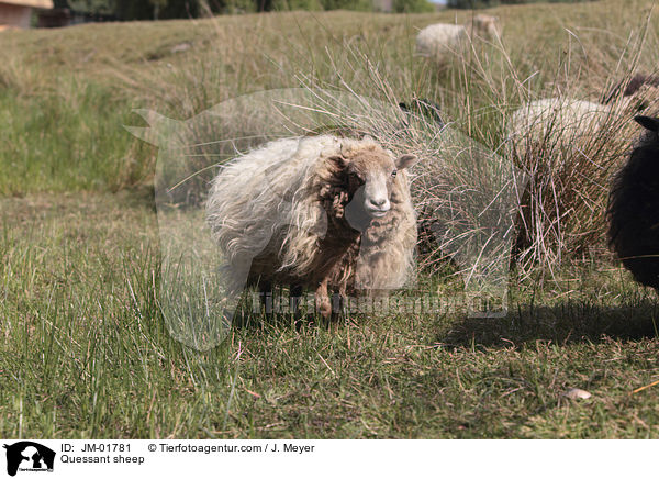 Quessant sheep / JM-01781