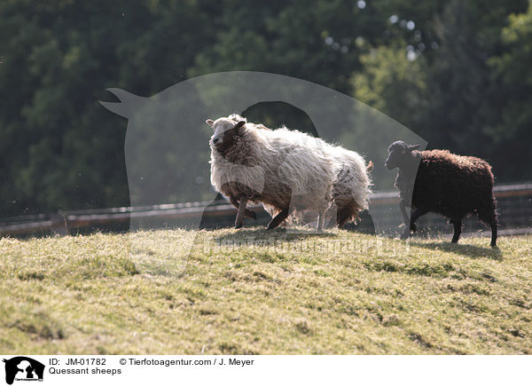 Quessant sheeps / JM-01782