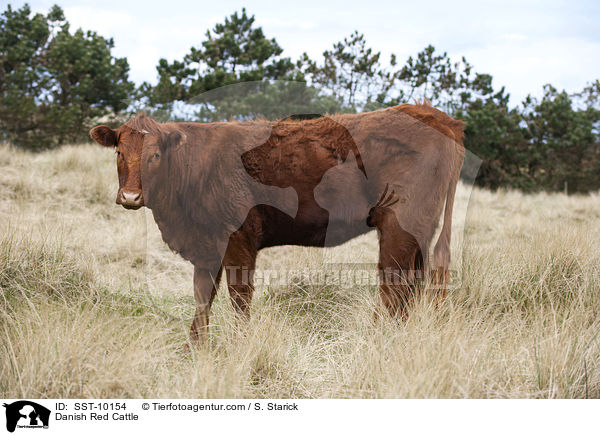 Danish Red Cattle / SST-10154