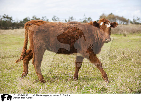 Rotes Dnisches Milchrind / Danish Red Cattle / SST-10161