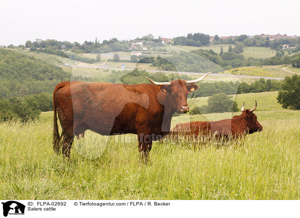 Salers cattle / FLPA-02692