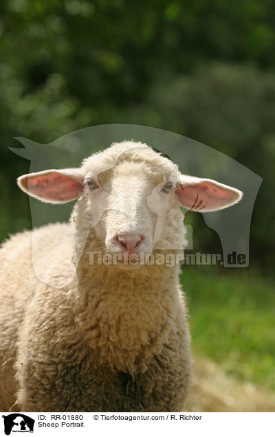 Sheep Portrait / RR-01880