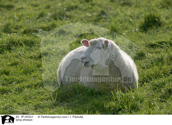 lying sheeps / IP-00521