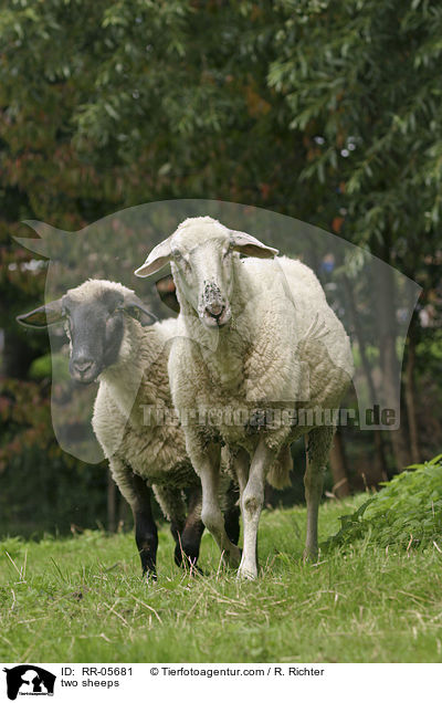 two sheeps / RR-05681