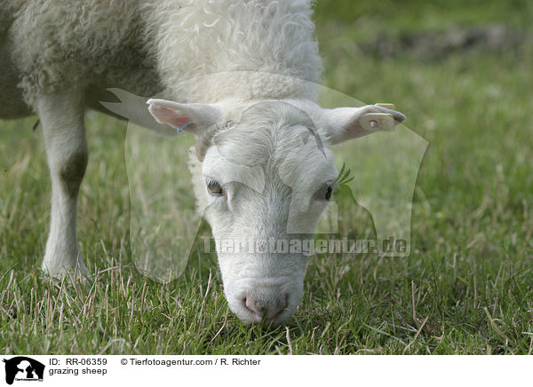 grazing sheep / RR-06359