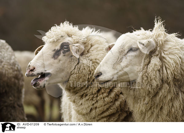 Schaf / sheep / AVD-01209