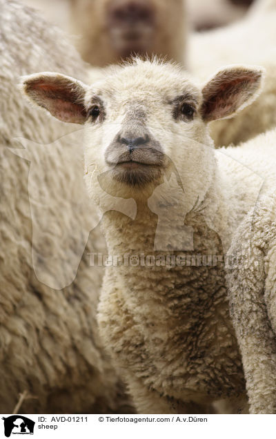 sheep / AVD-01211