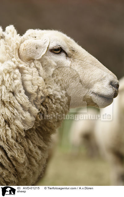 Schaf / sheep / AVD-01215